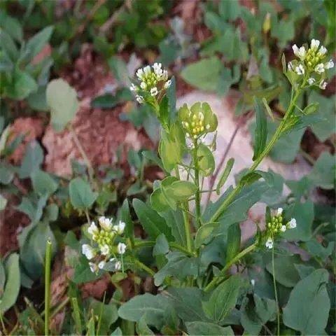 蔬菜野菜种子 黄花败酱草种子南败酱草 苦益菜 苦麻菜 苦菜籽种子