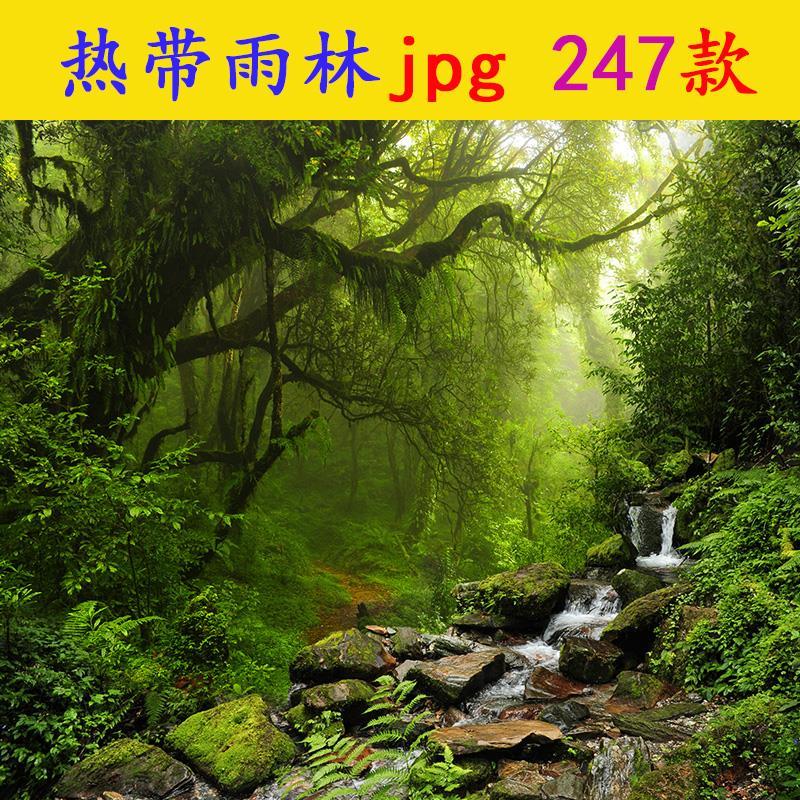 g156热带雨林jpg素材ps高清图片茂盛森林树林自然风景景观背景