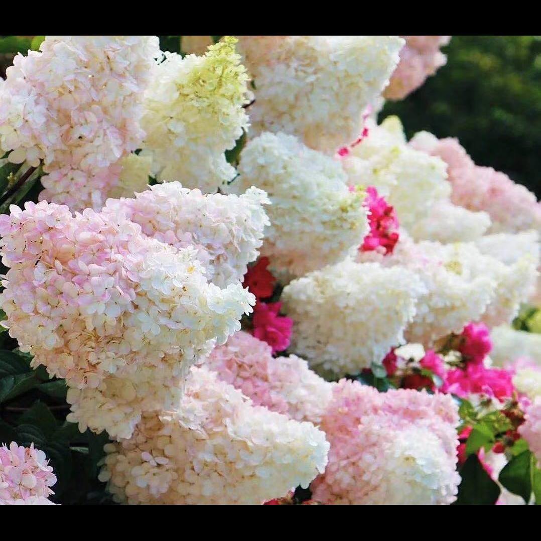 绣球花香草草莓小苗地栽老桩盆栽庭院阳台圆锥绣球带花苞耐寒耐晒 虎窝拼