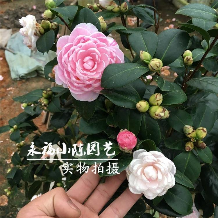 顺丰七仙女茶花盆栽绿植名贵花卉阳台客厅植物一树多色四季茶花带