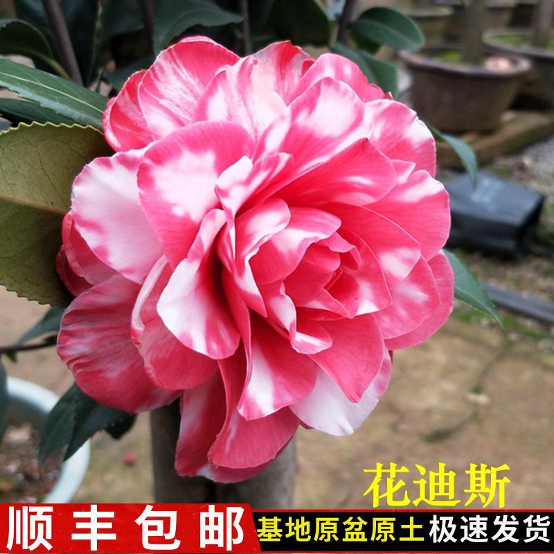 顺丰花迪斯茶花树苗带花苞福建龙岩名贵品种室外阳台盆栽庭院绿植