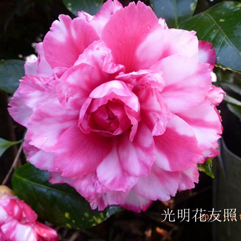 顺丰斑丽修 艳无双 福建龙岩永福镇名贵进口品种茶花盆栽高档花木