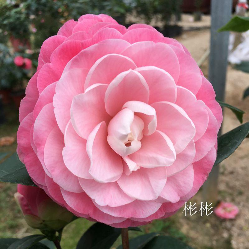 顺丰牛西奥雕石 玫瑰蒂 美人艳龙岩永福正品茶花苗进口茶花粉色山