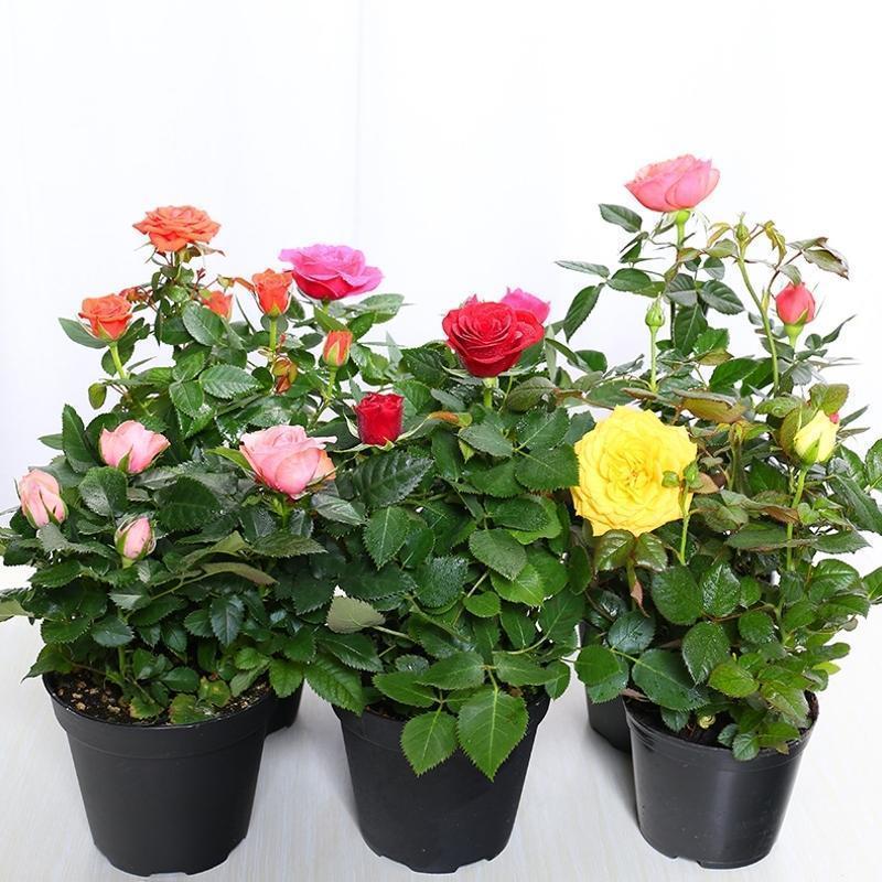 玫瑰花苗盆栽大花四季开花带花苞玫瑰月季蔷薇室内外植物 虎窝拼