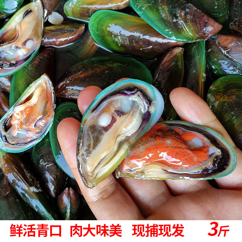 福建漳州闽南鲜活青口贝新鲜海虹淡菜贻贝广东潮汕水产海鲜贝壳肉