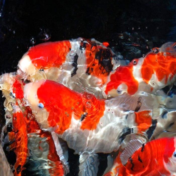 日本锦鲤活体纯种 大正三色锦鲤 观赏鱼冷水渔场直销满69包邮包活
