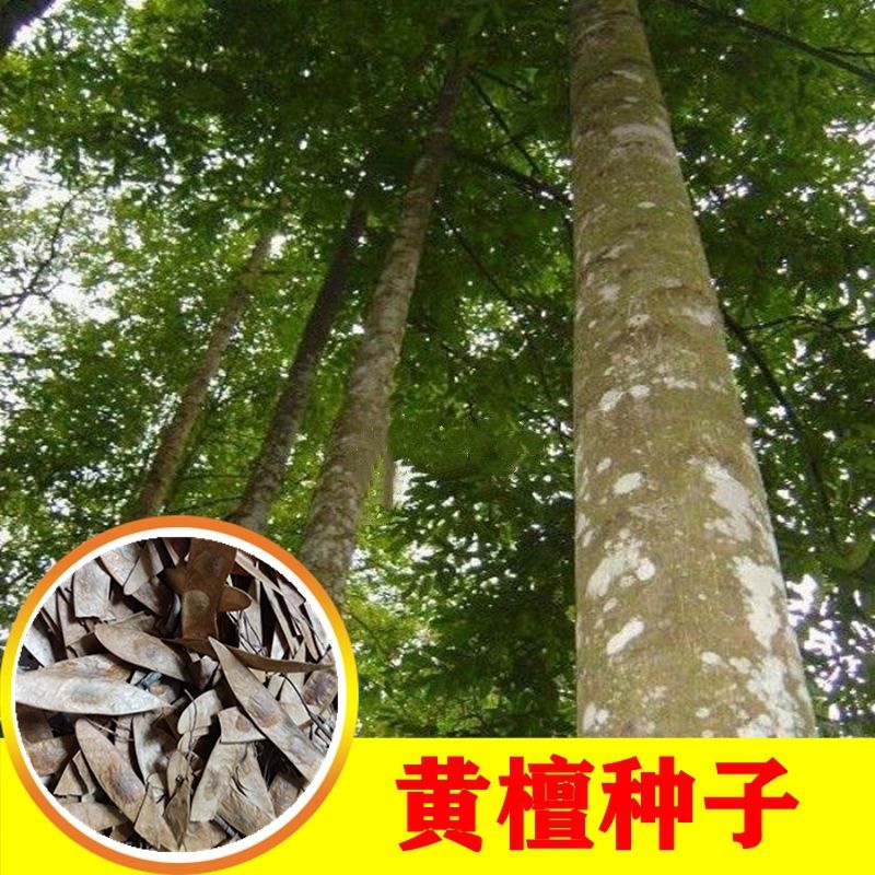 印度黄檀种子优质木材坚韧致密树酸枝木不知春望水檀木树种籽降香