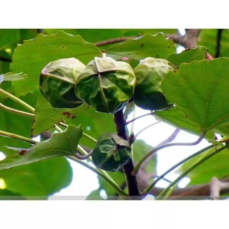 新采乔木油桐树种子桐油树种子桐子树种孑中国木油树种籽种苗包邮