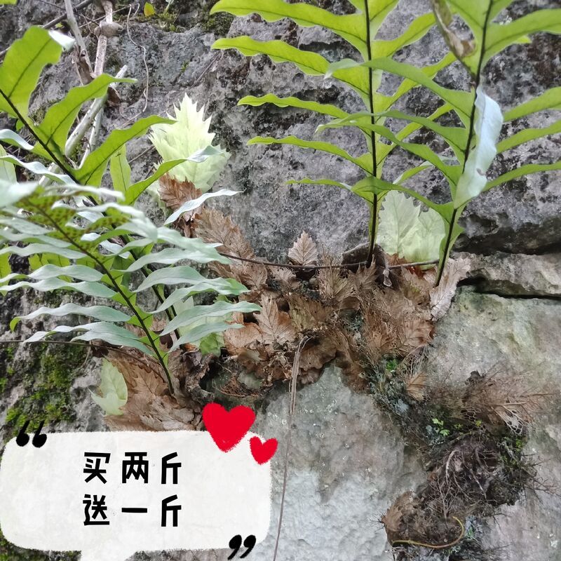 骨碎补 新鲜爬岩姜 毛姜 巴岩姜500克包邮两斤送一斤【2月14日发完】