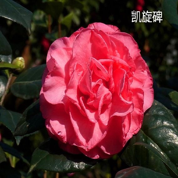 (基地种植)凯旋碑茶花嫁接大苗 精品大型红色牡丹型品种 包对版