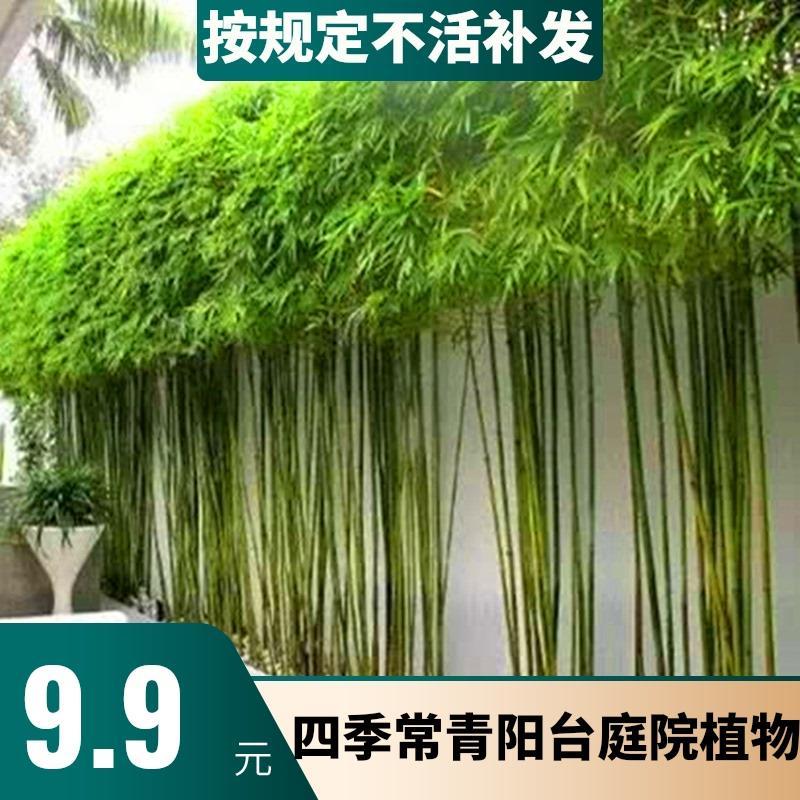 青竹金镶玉黄金竹紫竹竹子苗阳台庭院绿植围栏耐寒竹四季观赏竹子