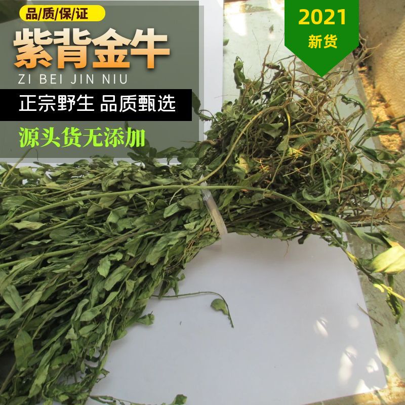 中草药新品野生紫背金牛500g优大金不换远志大牛草叶叶一枝花包邮