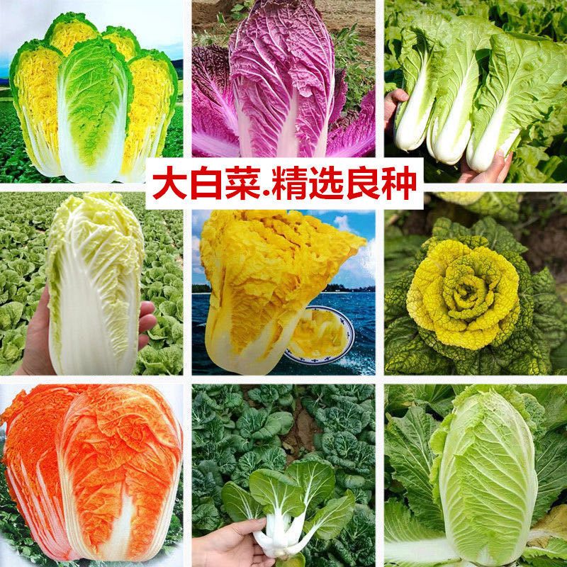 新品种紫色大白菜种子四季播种火凤凰白菜籽小白菜农家庭院蔬菜籽