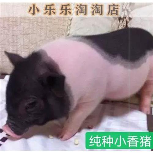 小香猪长不大 迷你宠物猪活物长不大小型好养动物活物