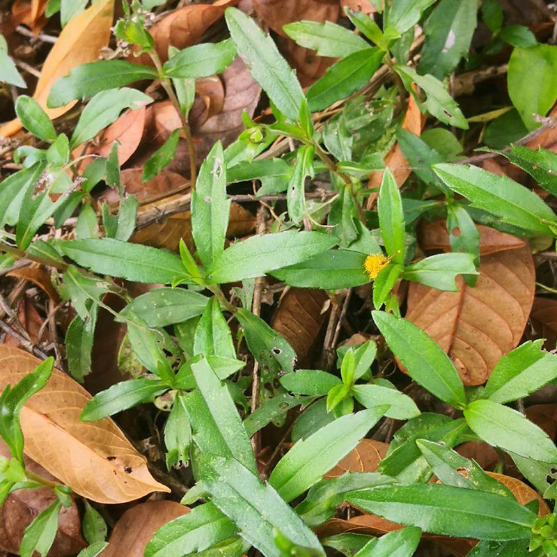 潮汕中草药黄花磨奇草 新鲜黄花蟛蜞草黄花磨琪草旱莲草500克野生