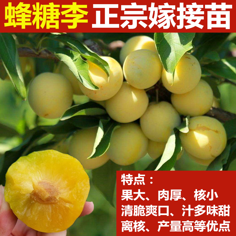 蜂糖李子树苗当年结果南方种植三华李脆红李四川中晚熟特大李子苗