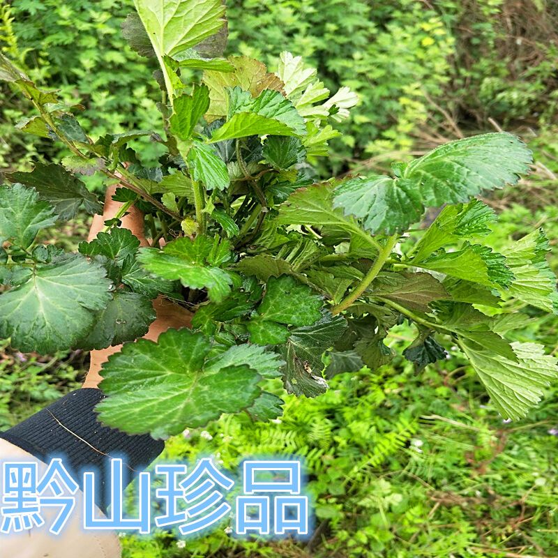 包邮贵州野生新鲜南不正路边青中草药蓝布正水杨梅头晕药兰布正