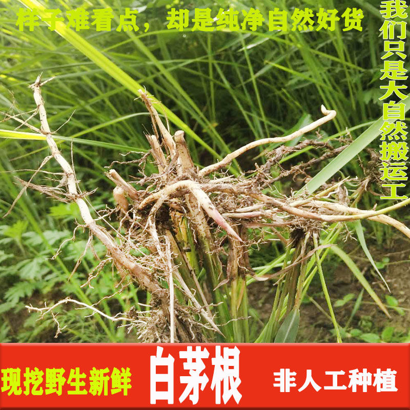 贵州白茅根新鲜正品野生现挖茅根丝茅草根药材毛草根500克包邮