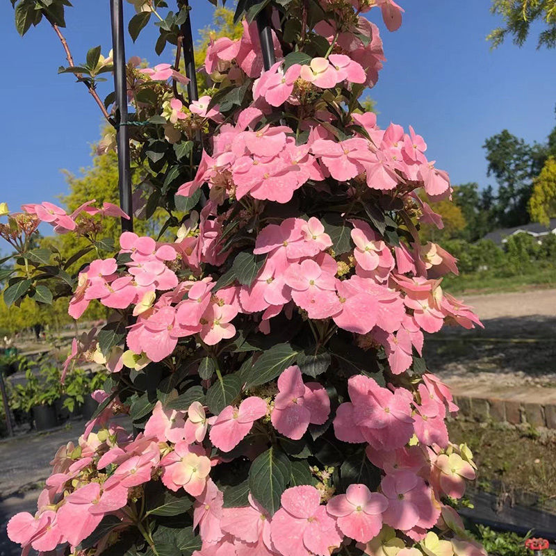 新品 粉色落跑新娘绣球花苗阳台盆栽观花植物垂吊爬藤绣球花耐寒【3月