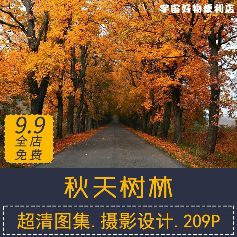 图片秋季森林摄影秋天树林落叶道路自然风光美工设计