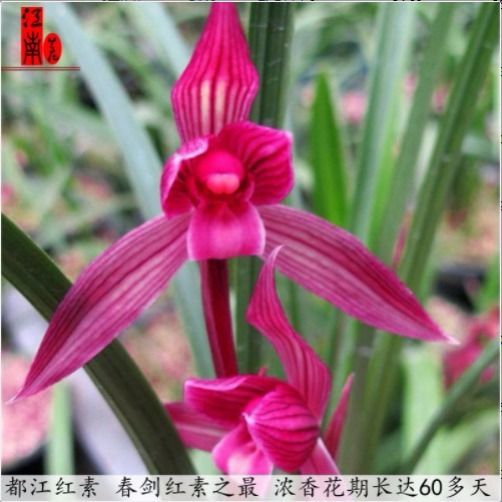 奇花中华兰花 春剑 红素【3月23日发完】