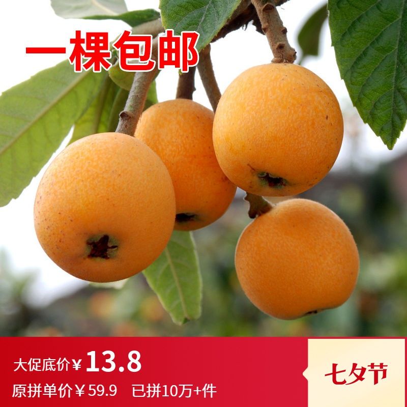 红毛丹果树苗南方火龙果苗栽苗各种庭院枇杷苗嫁接北方水果枣树苗