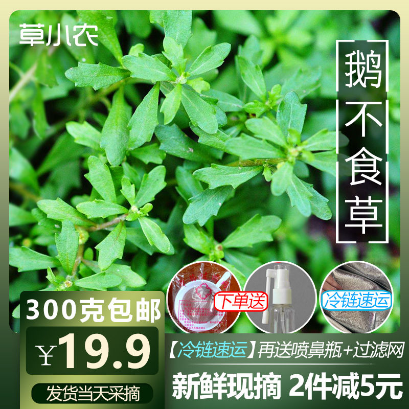 现摘现发【野生新鲜鹅不食草300g】鹅儿不吃草别名石胡荽地胡椒草