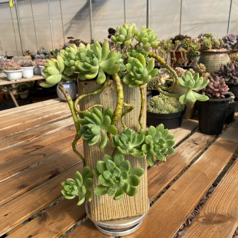 【花亦坊】春萌多肉植物 多肉造型桩一物一拍 防辐射多肉绿植盆栽