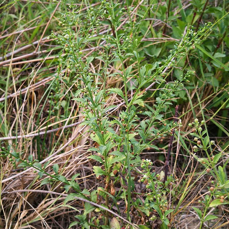 冰糖草新鲜深山野生节节珠子草500g四时茶中草药潮汕野甘草假枸杞