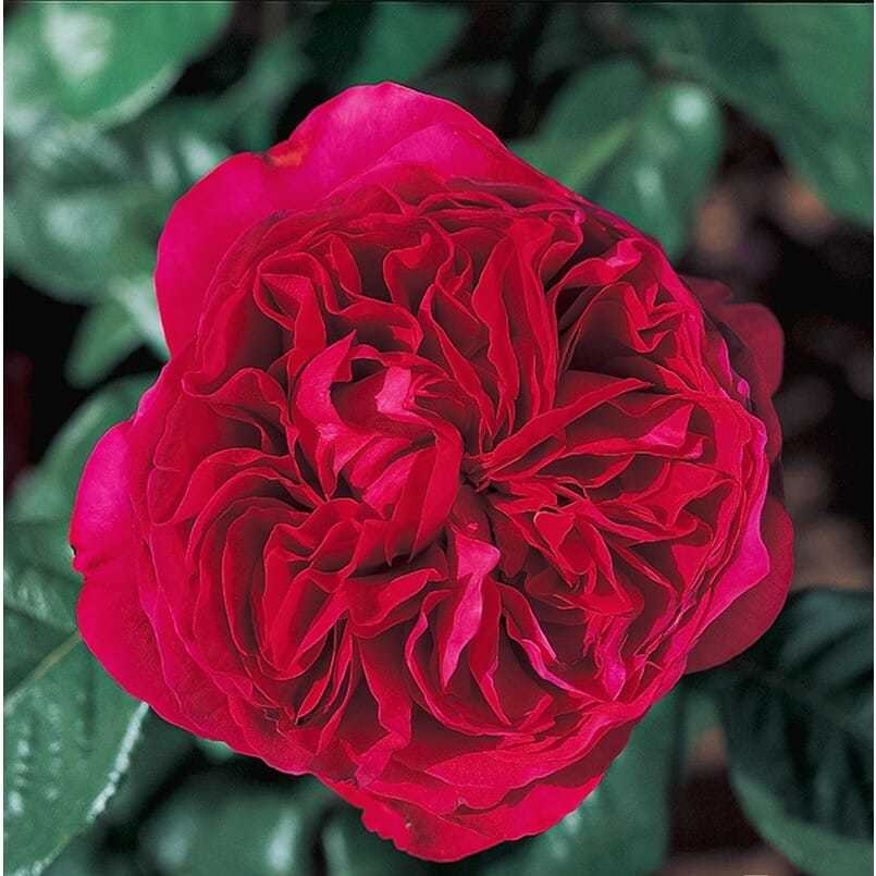 皇家胭脂 欧月法国月季暗红色大花强香耐热开花持久