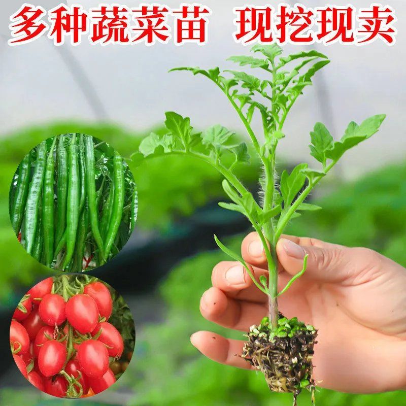 辣椒苗蔬菜苗幼苗茄子苗西红柿苗番茄苗丝瓜苗黄瓜苗阳台盆栽菜秧