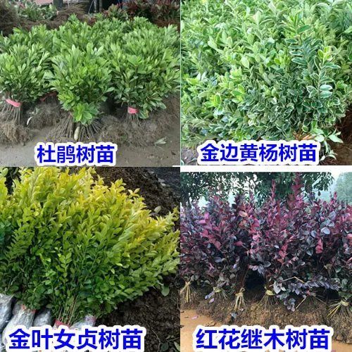 红花继木苗毛杜鹃花苗金叶女贞金边黄杨树苗工程庭院绿化绿植花卉