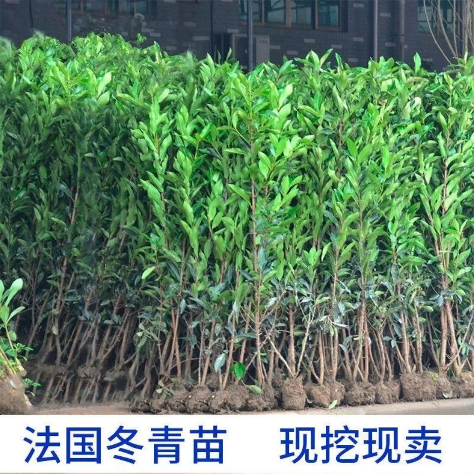法国冬青苗冬青树庭院篱笆墙四季常青树苗量大可优也可上门种植