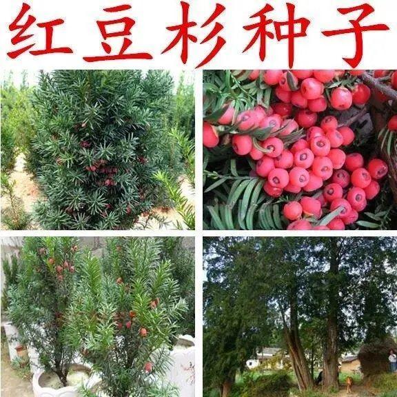 沙藏红豆杉种子正宗曼地亚种籽子东北南方耐寒结果树红豆沙中草药