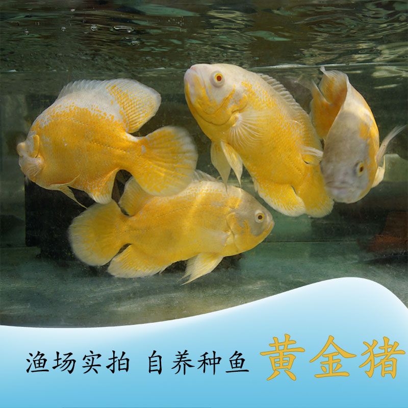 地图鱼活体大型红黑白猪仔鱼凶猛黄金地图热带观赏鱼凤尾奥图包邮【2