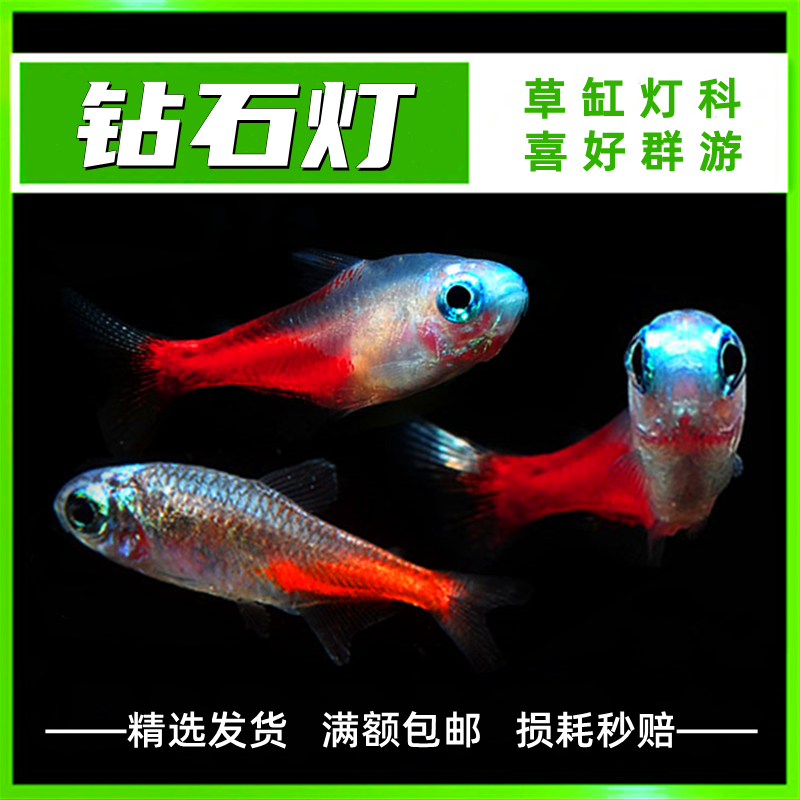 热带鱼观赏鱼灯科鱼钻石灯霓虹灯科鱼小型鱼日光灯鱼草缸群游鱼