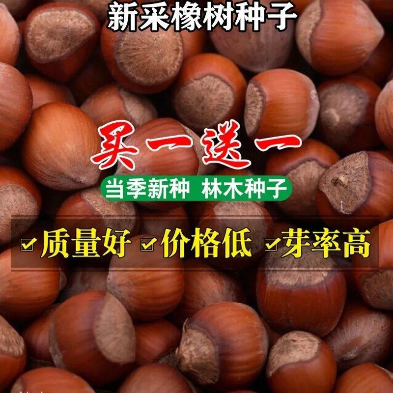 青冈栎种子 橡树种子 北美红栎 柞树栗茧 象树 小象树大橡树种子