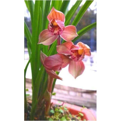四川兰花苗 春剑【大红荷】浓香室内绿植花卉盆景园艺