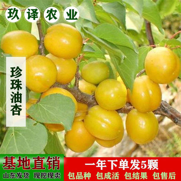 果树苗珍珠油杏苗嫁接杏子苗石匣珍珠杏子树.