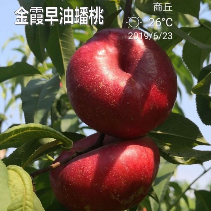 新品种桃树嫁接苗南方北方种植特大蟠桃树苗早熟金霞早油蟠桃树苗