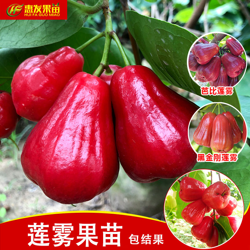 莲雾树苗台湾黑金刚嫁接大叶红莲雾果苗果树盆栽地栽芭比莲雾树苗