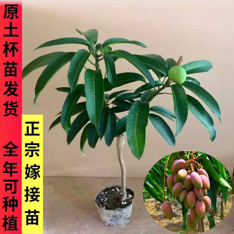 芒果树苗 金煌芒嫁接苗四季蜜芒南北方种植当年结果盆栽地载包邮