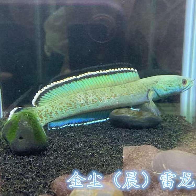 热带鱼七彩雷龙鱼阿萨姆奶茶雷龙幻彩红宝石幻红酒红中小型雷龙鱼