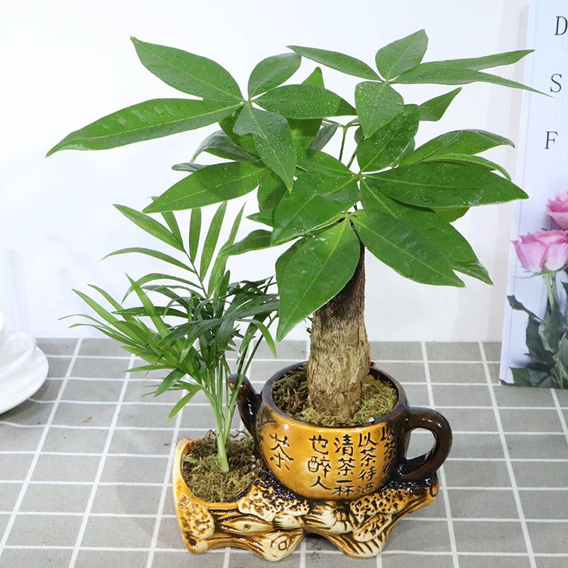 发财树盆栽植物陶瓷盆栽室内花卉土养盆景客厅绿植发财金摇钱树花