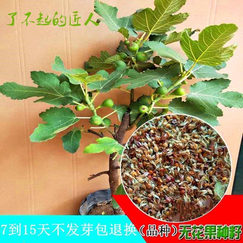 无花果种子四季易种活蔬菜水果种子室外阳台农家地栽植物果树种籽