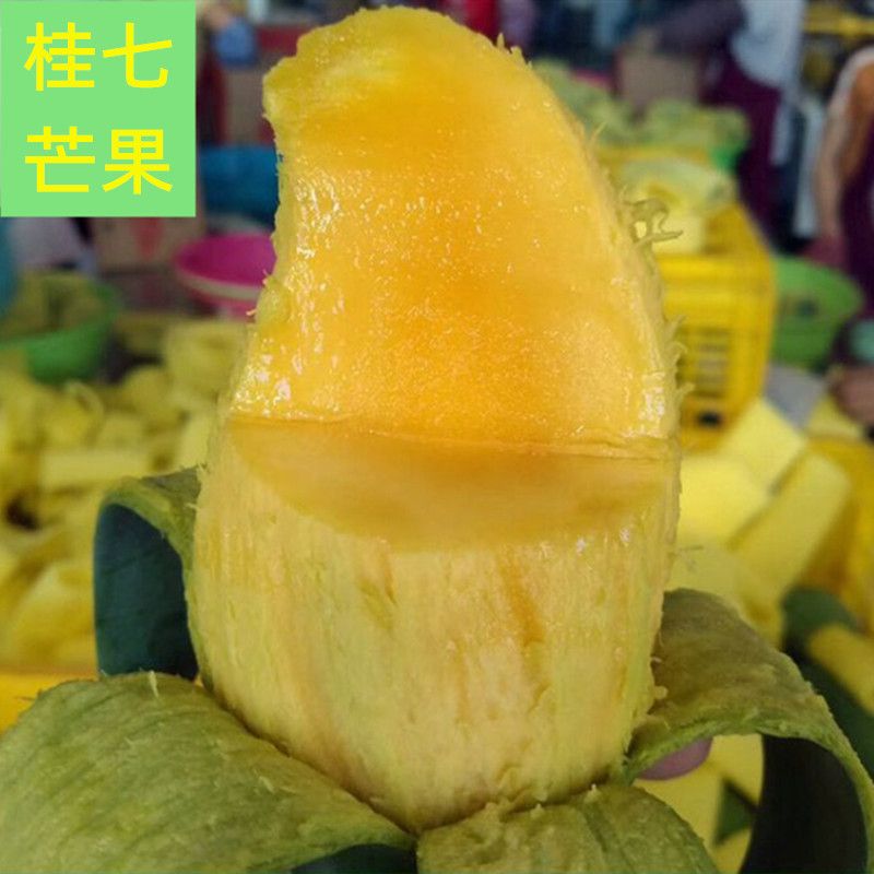 桂七芒果新鲜广西田东百色新鲜水果贵七青皮金煌椰香鹰嘴4斤