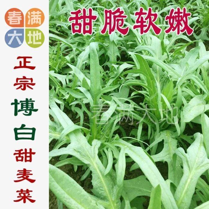 正宗广西博白甜脆麦菜种子 各种甜麦菜 花叶圆叶大叶甜唛高州苦麦