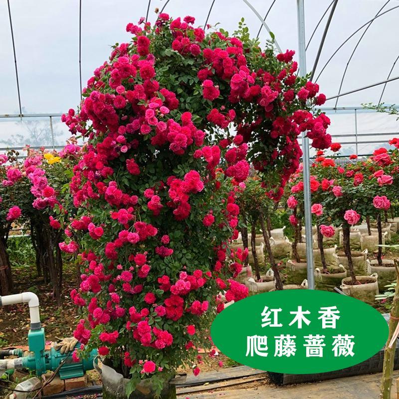 甜蜜红木香花苗爬藤植物四季开花红木香月季树苗大苗爬墙花卉盆栽