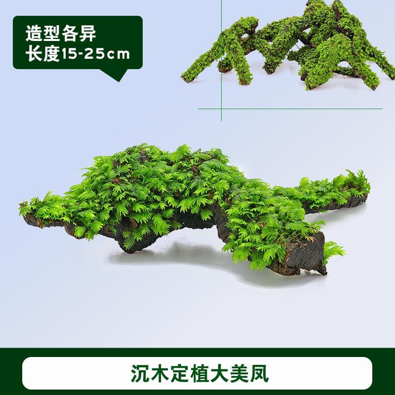 鱼缸水族箱虾缸草缸定植石大美凤莫斯造景凤尾苔垂泪三角莫斯