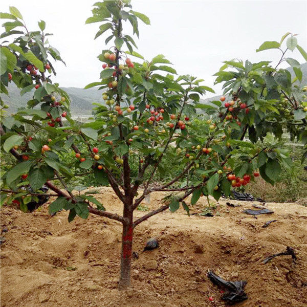 江西大樱桃苗木嫁接车厘子南北方种植果树苗地栽盆栽当年结果